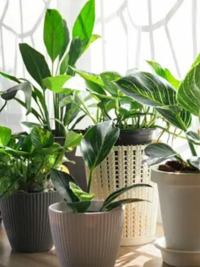 indoor plants